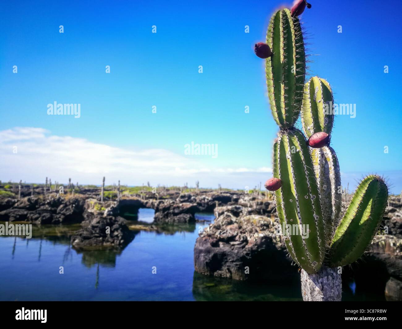 Biodiversity galapagos hi-res stock photography and images - Alamy