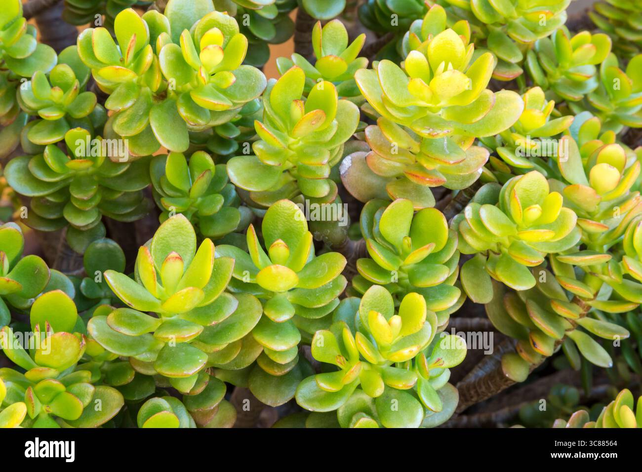 Jada Tree A succulent plant with fleshy, deep green leaves. Known as the Jade ...