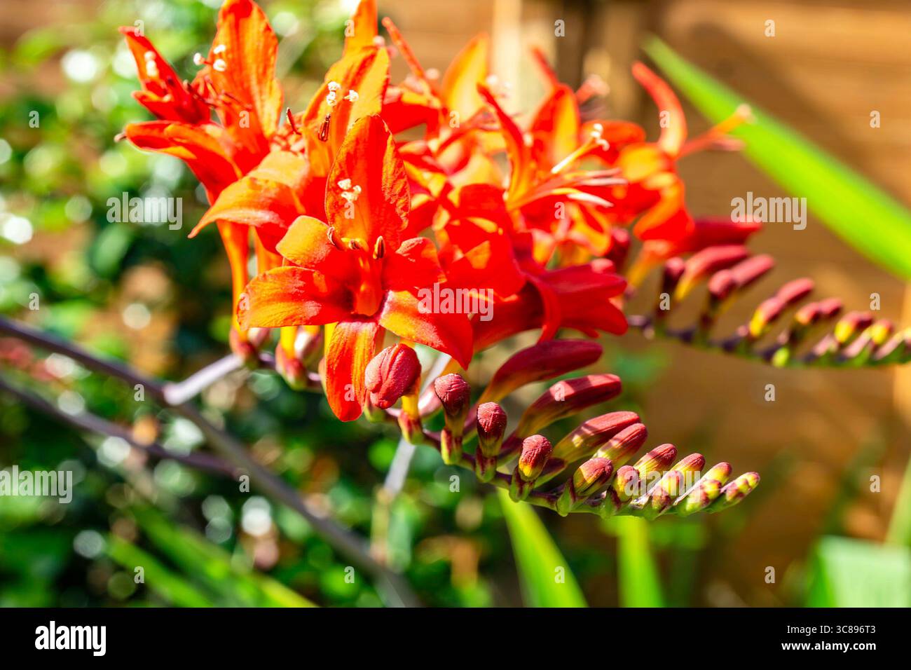 Crocosmia × crocosmiiflora in vivid summer bloom, bright red-orange petals and buds, vibrant garden flower with bokeh background. Stock Photo