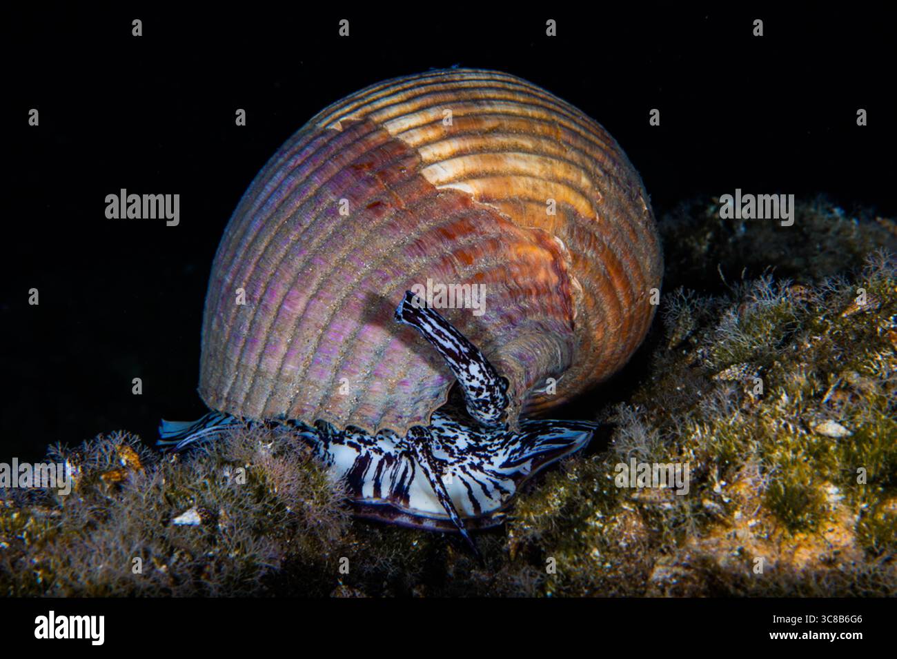 Giant tun shell from the Mediterranean Sea Stock Photo