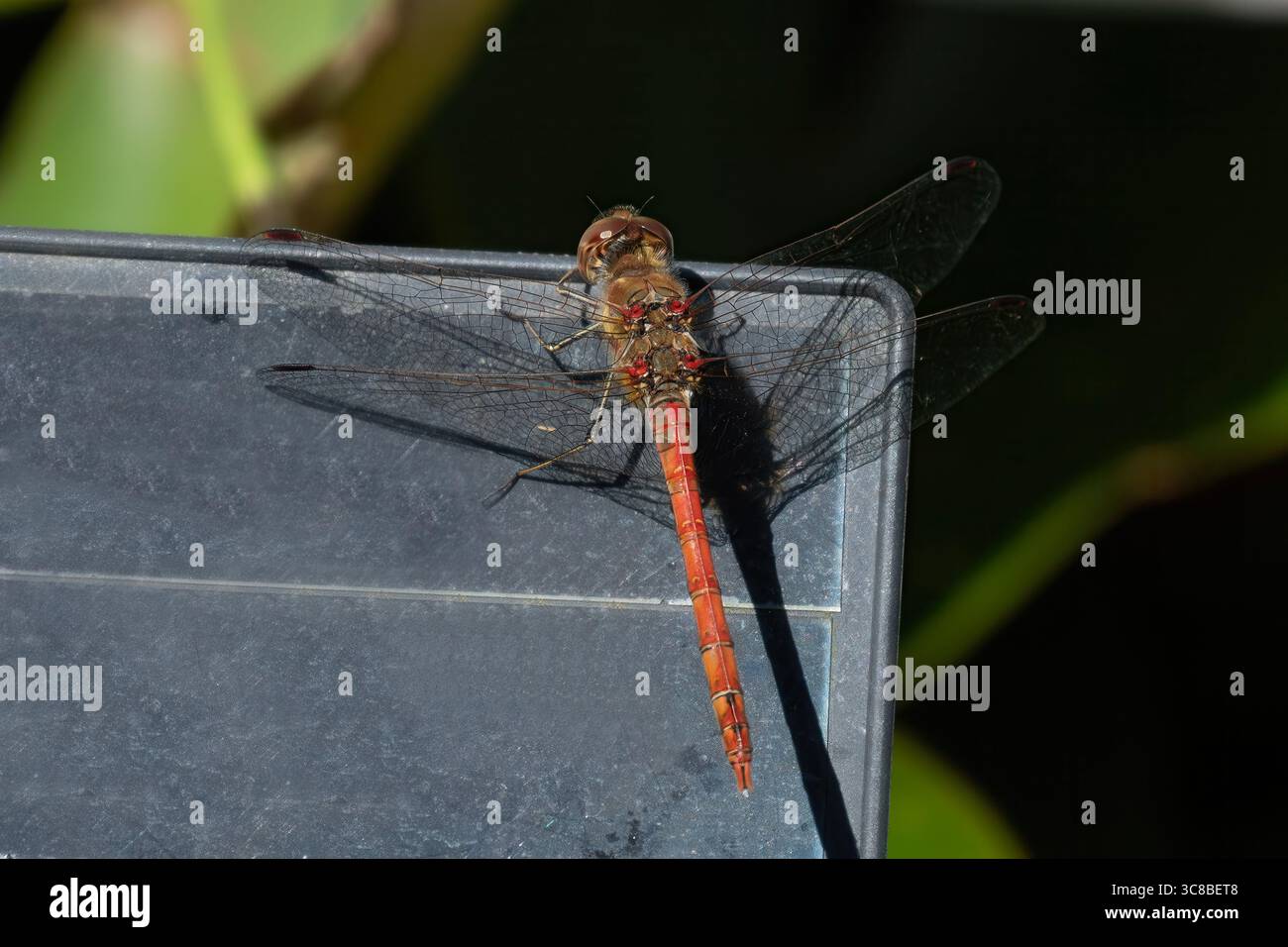 Red-veined Darter, Sympetrum fonscolomii at Weymouth, Dorset, England Stock Photo
