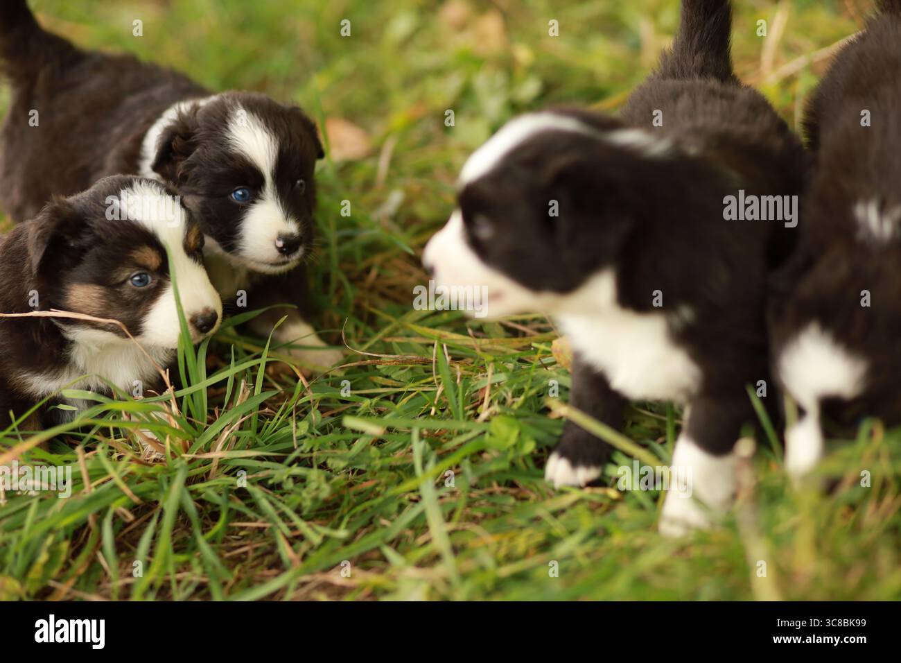 A group of puppies are playing in the grass Stock Photo - Alamy