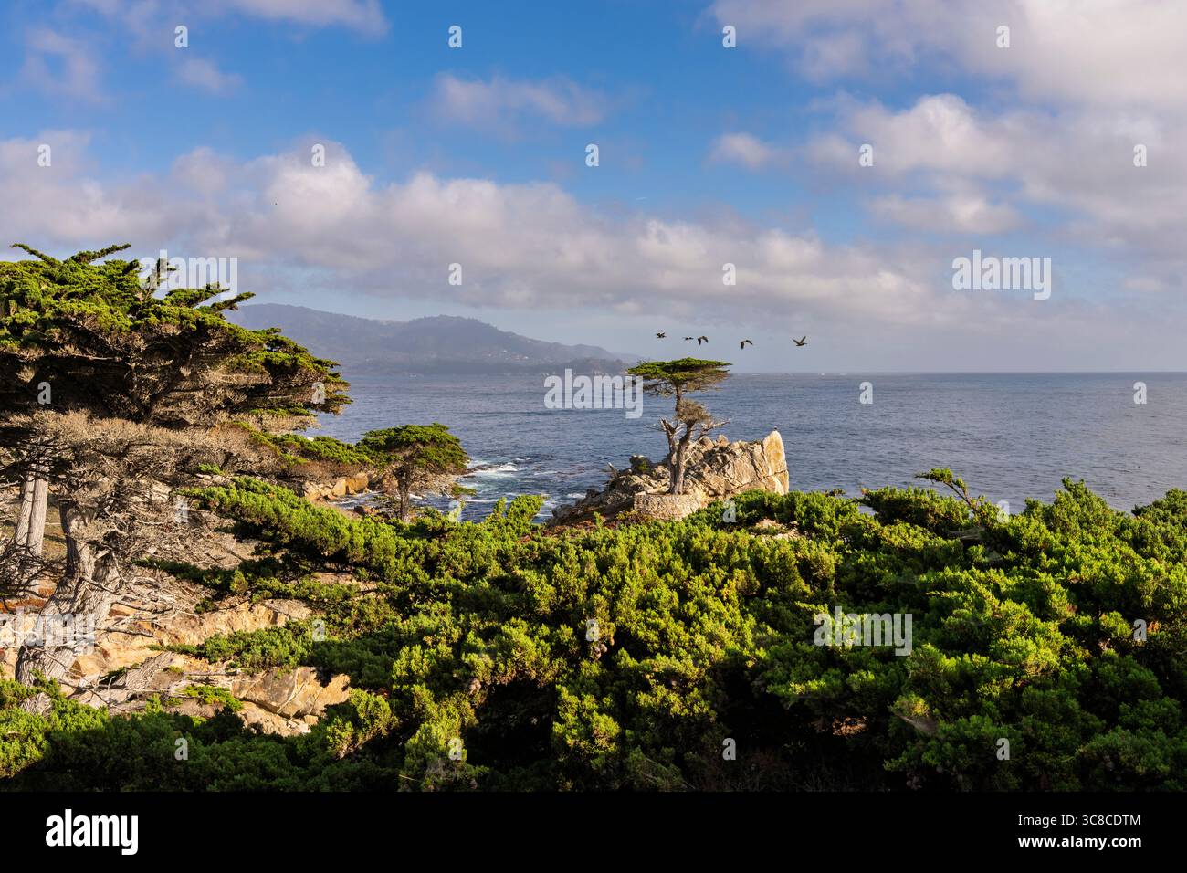 Lone Cypress Tree on Scenic California Coastline Stock Photo