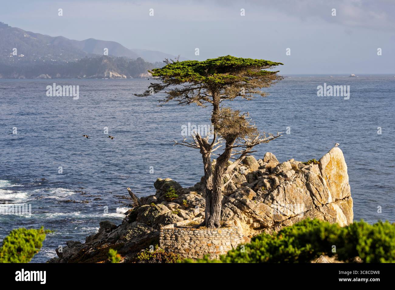 Lone Cypress Tree on Scenic California Coastline Stock Photo