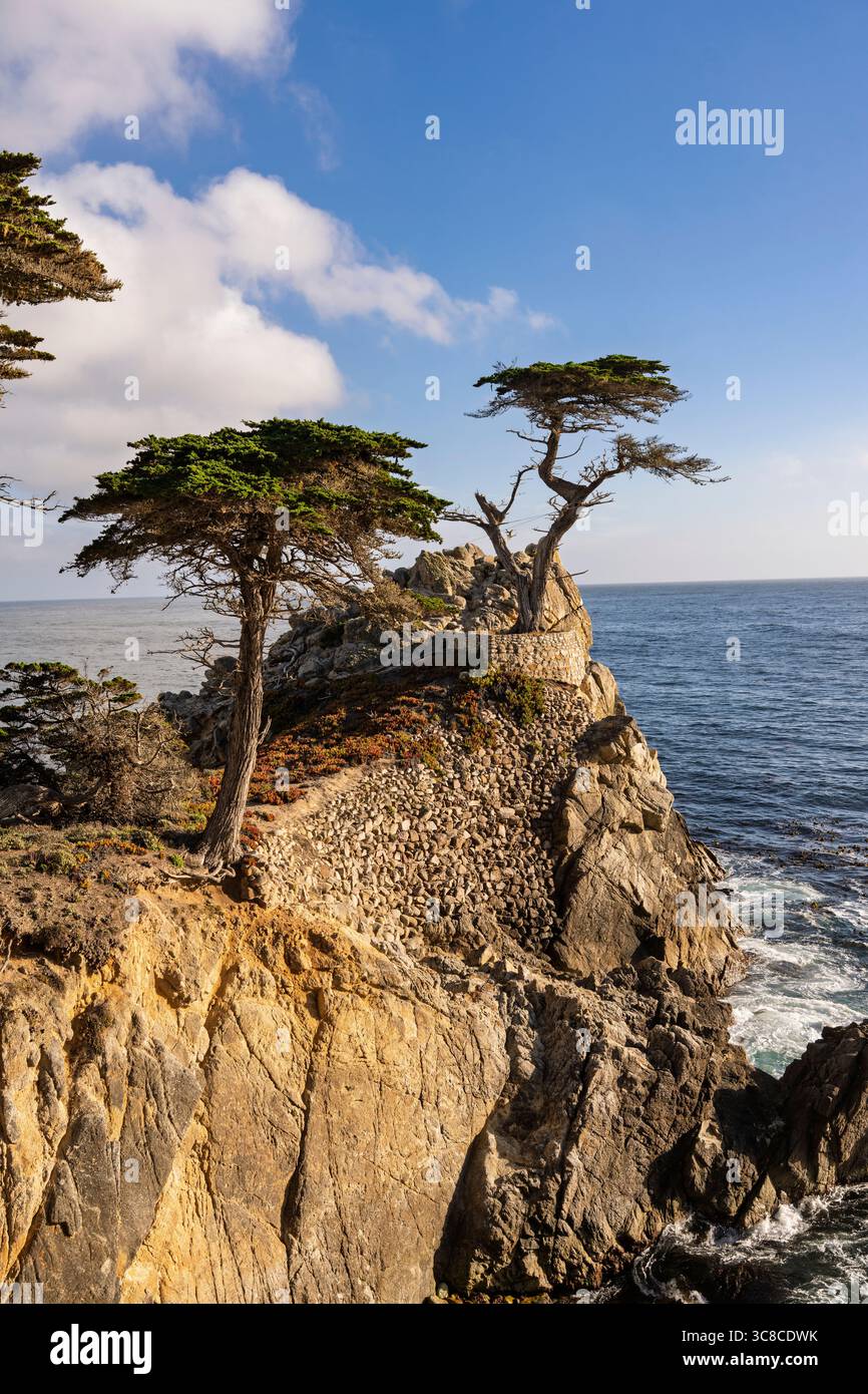 Lone Cypress Tree on Scenic California Coastline Stock Photo