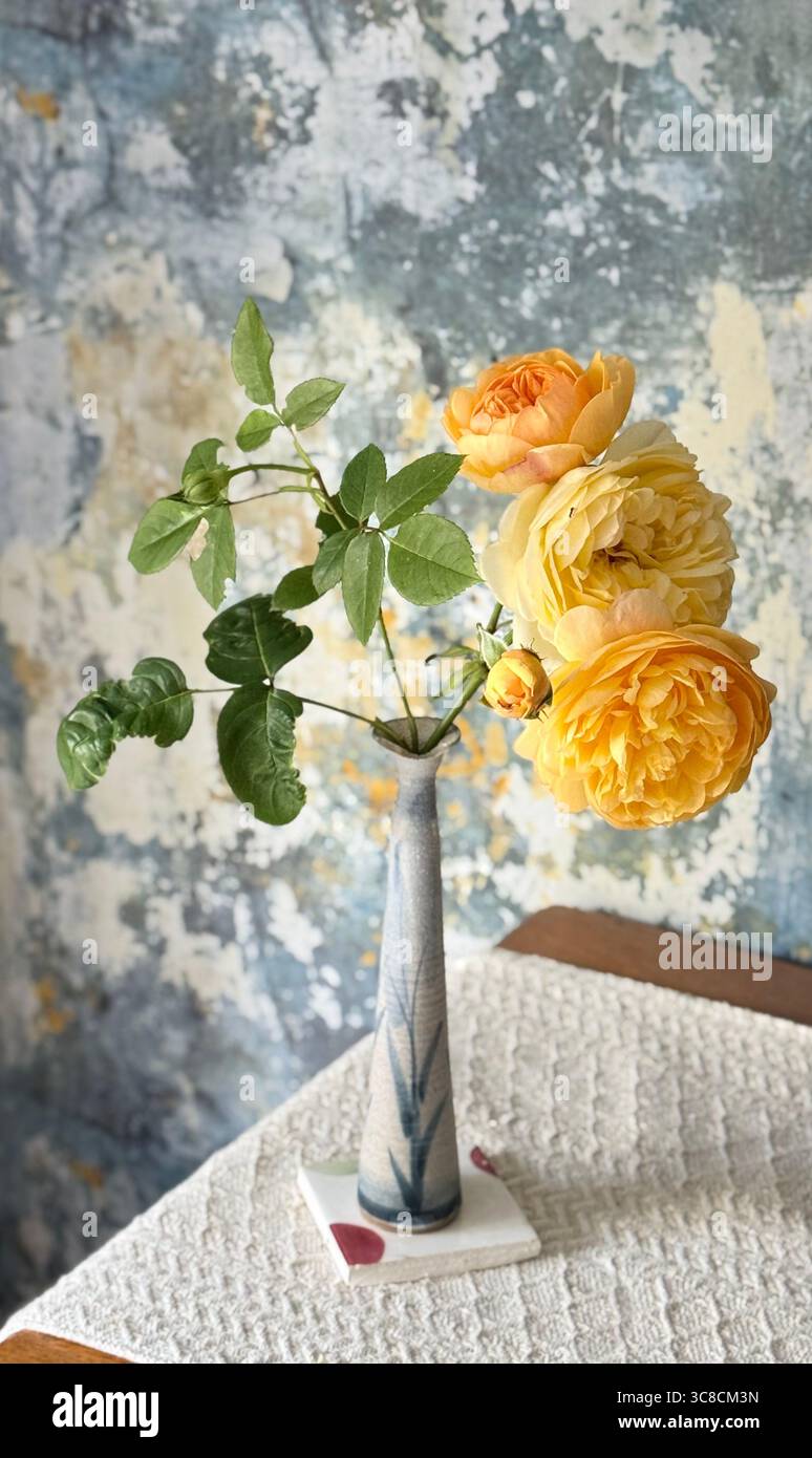 A peach coloured cut rose (David Austin: Bring me Sunshine ©️) in a slender vase. Rosa. Cut flowers. Rose in a vase. - Smartphone Captured Stock Image