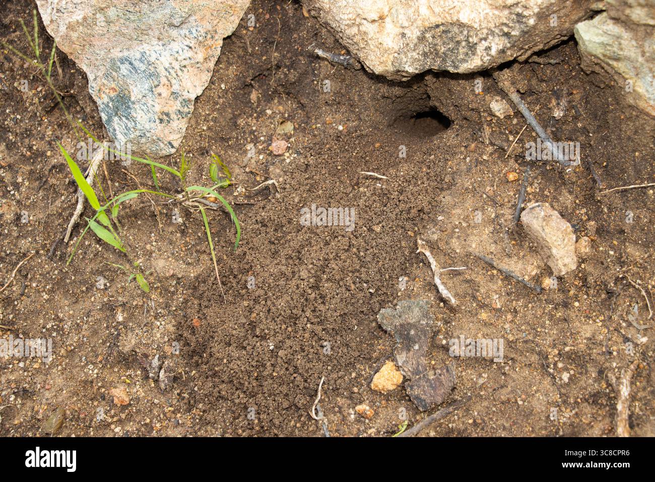 After a heavy rain the Scorpion has cleaned out the entrance. Such activity shows they are home in their deep burrow. Stock Photo