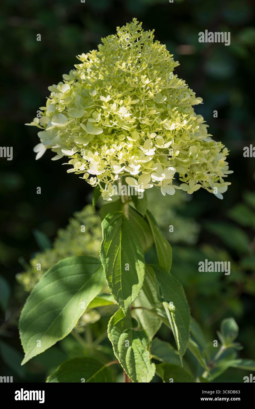 Hydrangea paniculata blossom Stock Photo