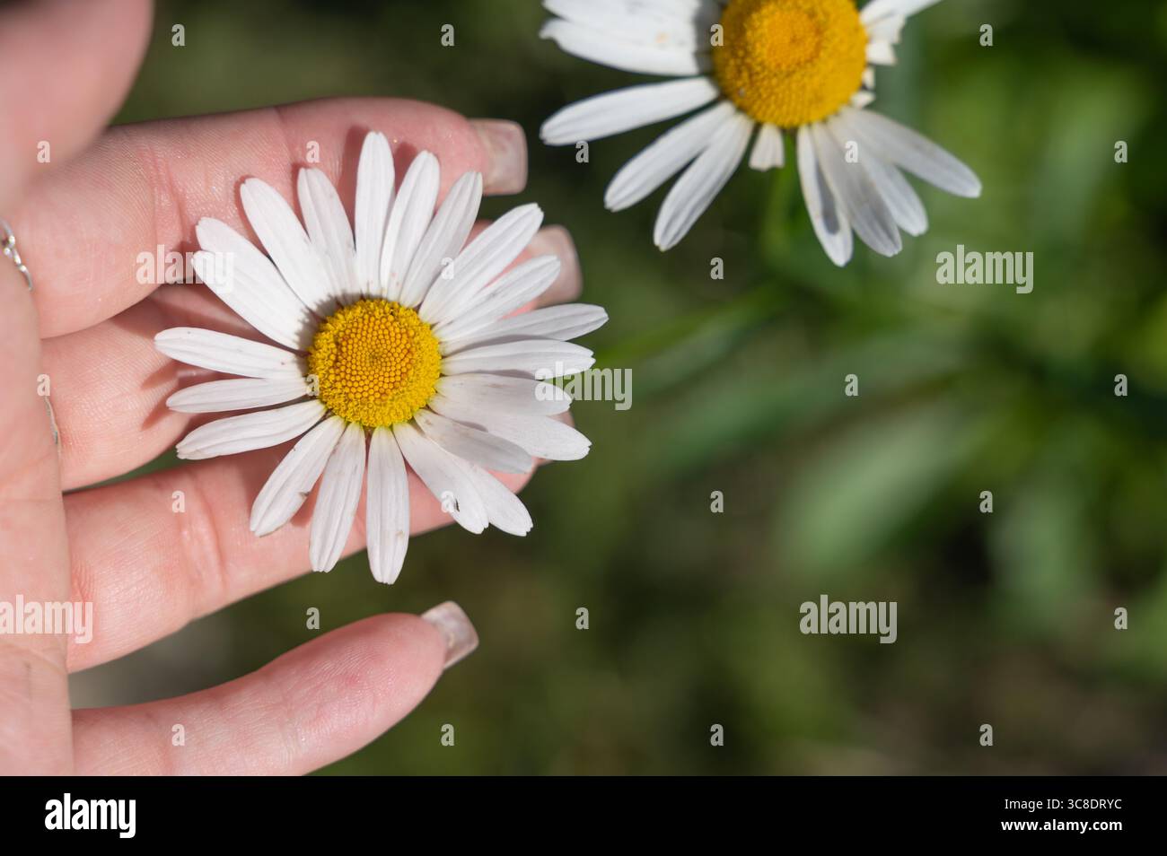 A delicate daisy flower with bright white petals and a vibrant yellow center, beautifully captured in a human hand Stock Photo
