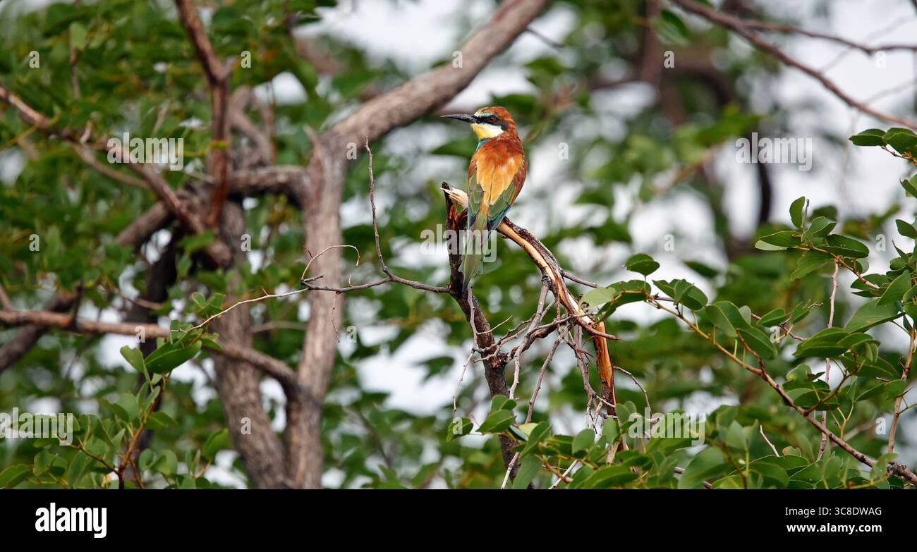 European bee-eater perched in a tree Stock Photo