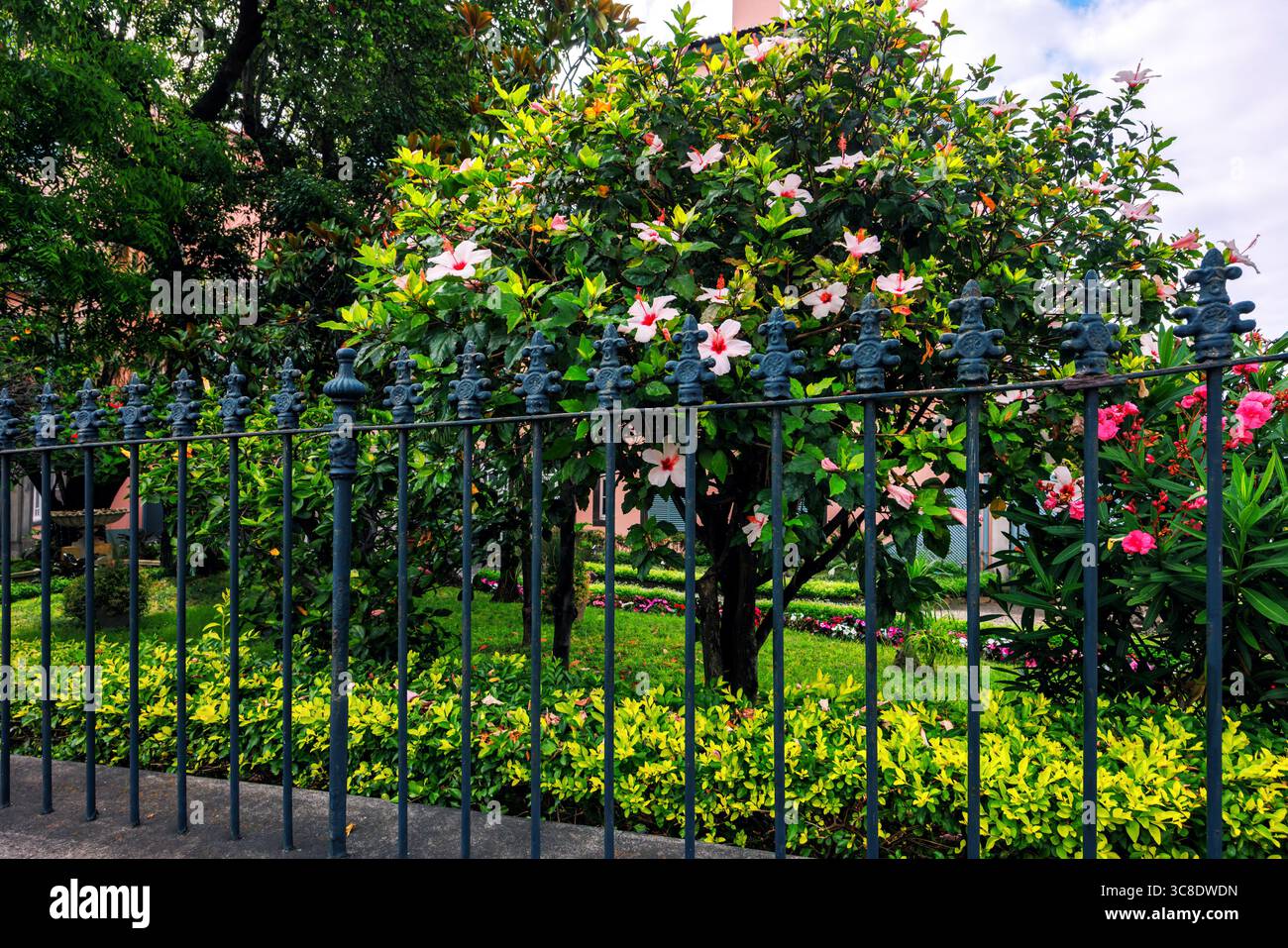 Decorative cast iron fence in the foreground and beautiful flowering ...