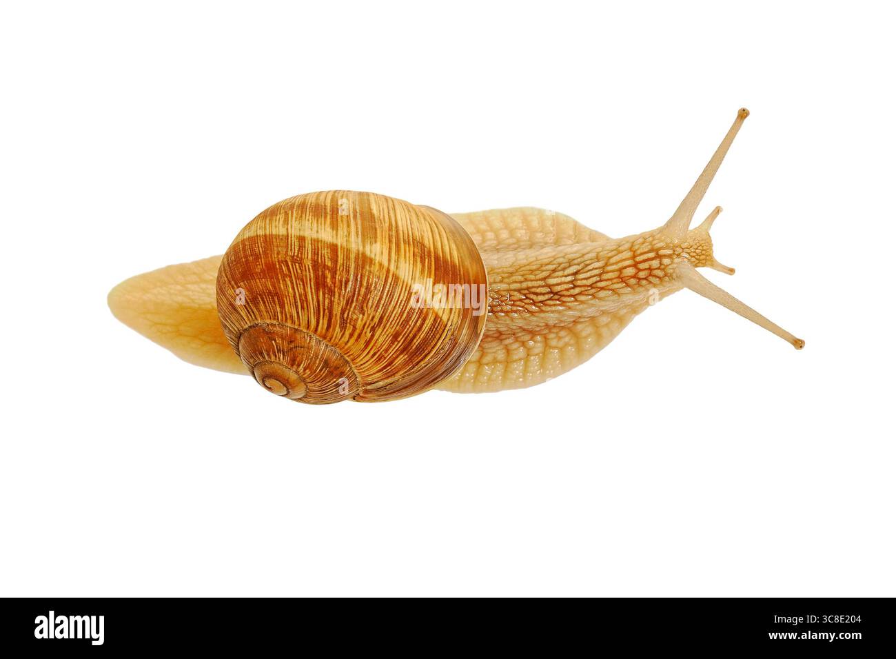 Snail Stock Photo