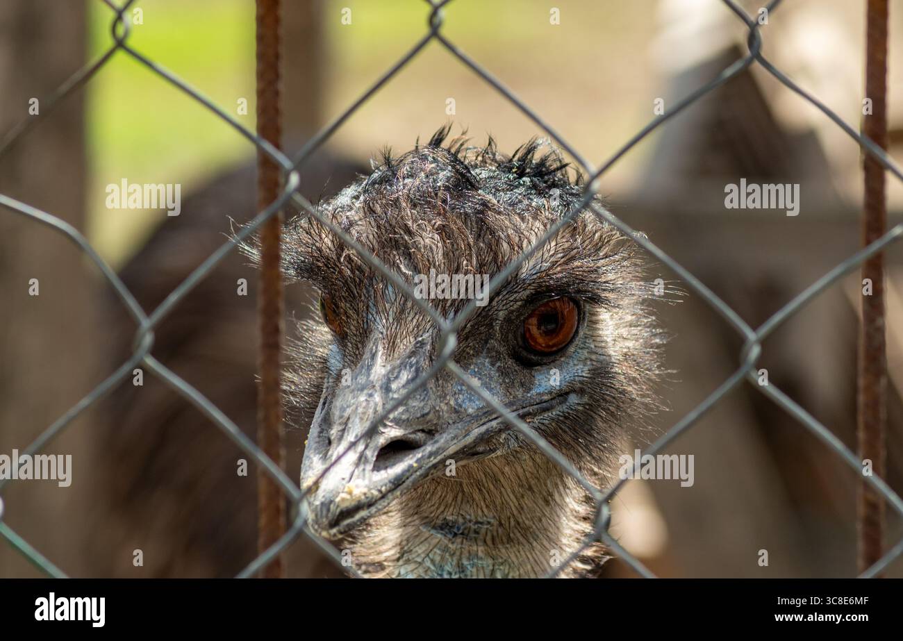 Sharp Emu Sharp emu gaze focused through metal mesh in close frontal portrait ...