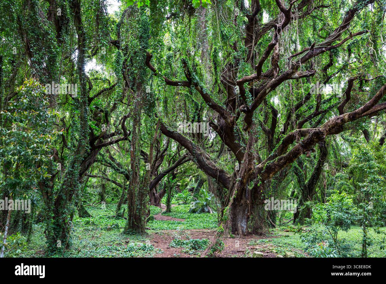 Lush green tropical rain forest in Hawaii island Stock Photo - Alamy