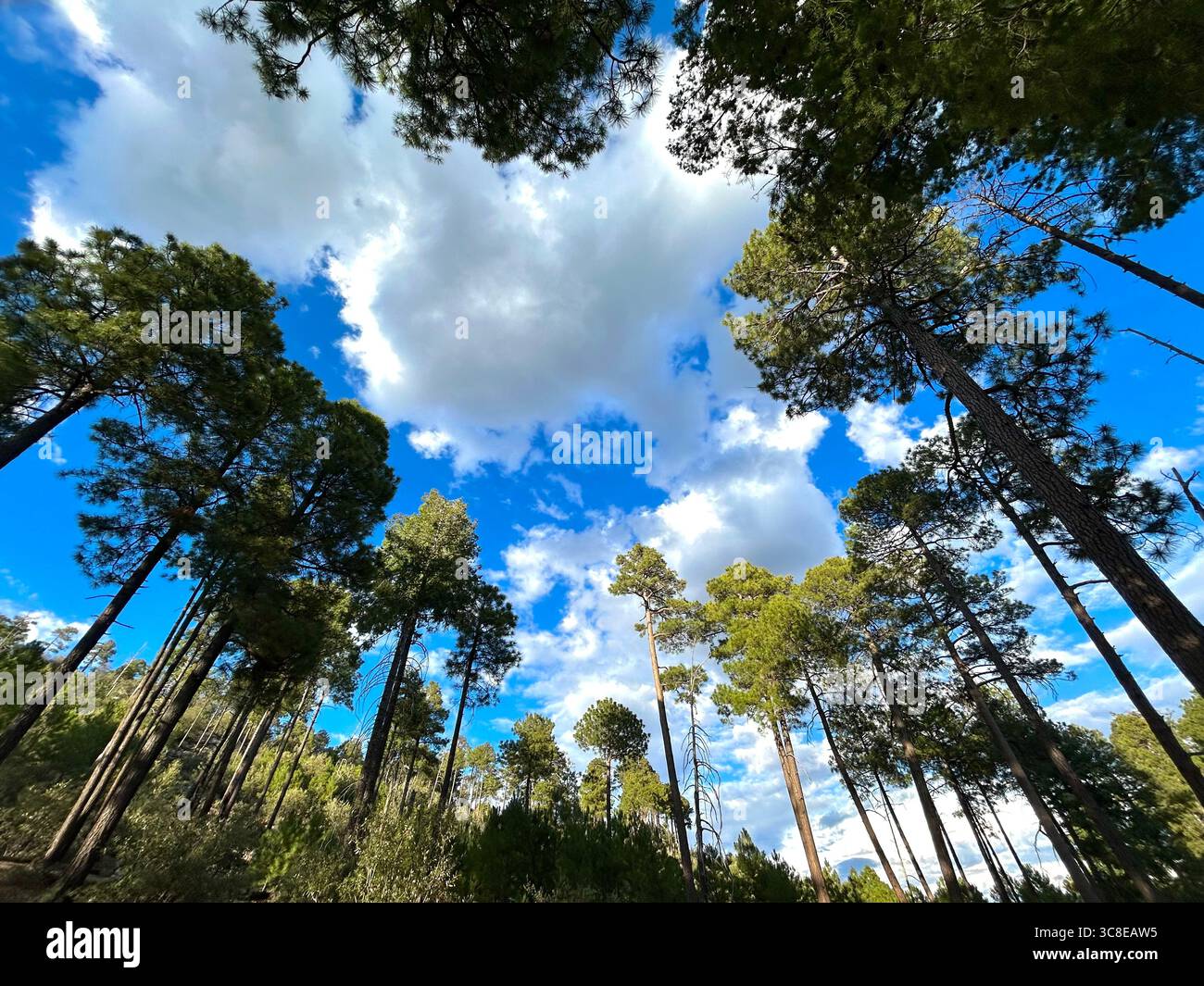 Pine trees drowned on Mount Lemmon, Santa Catalina Mountains, Coronado National Forest, Sonoran Desert, Summerhaven, Arizona, USA. - Smartphone Captured Stock Image
