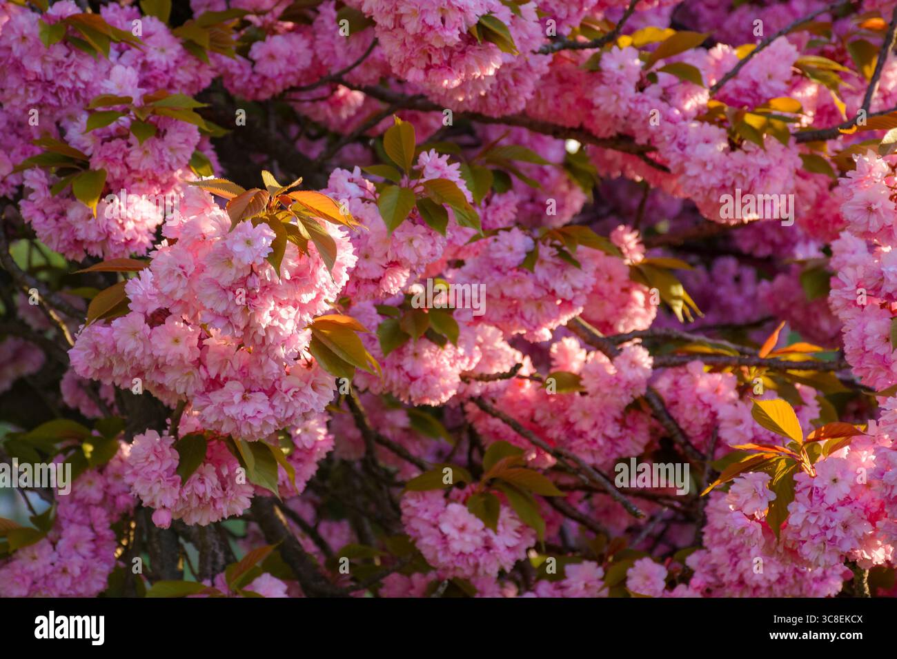 pink sakura blossom in spring. lush floral background for hanamy festival. beautiful garden in soft morning light. lush flower branch Stock Photo