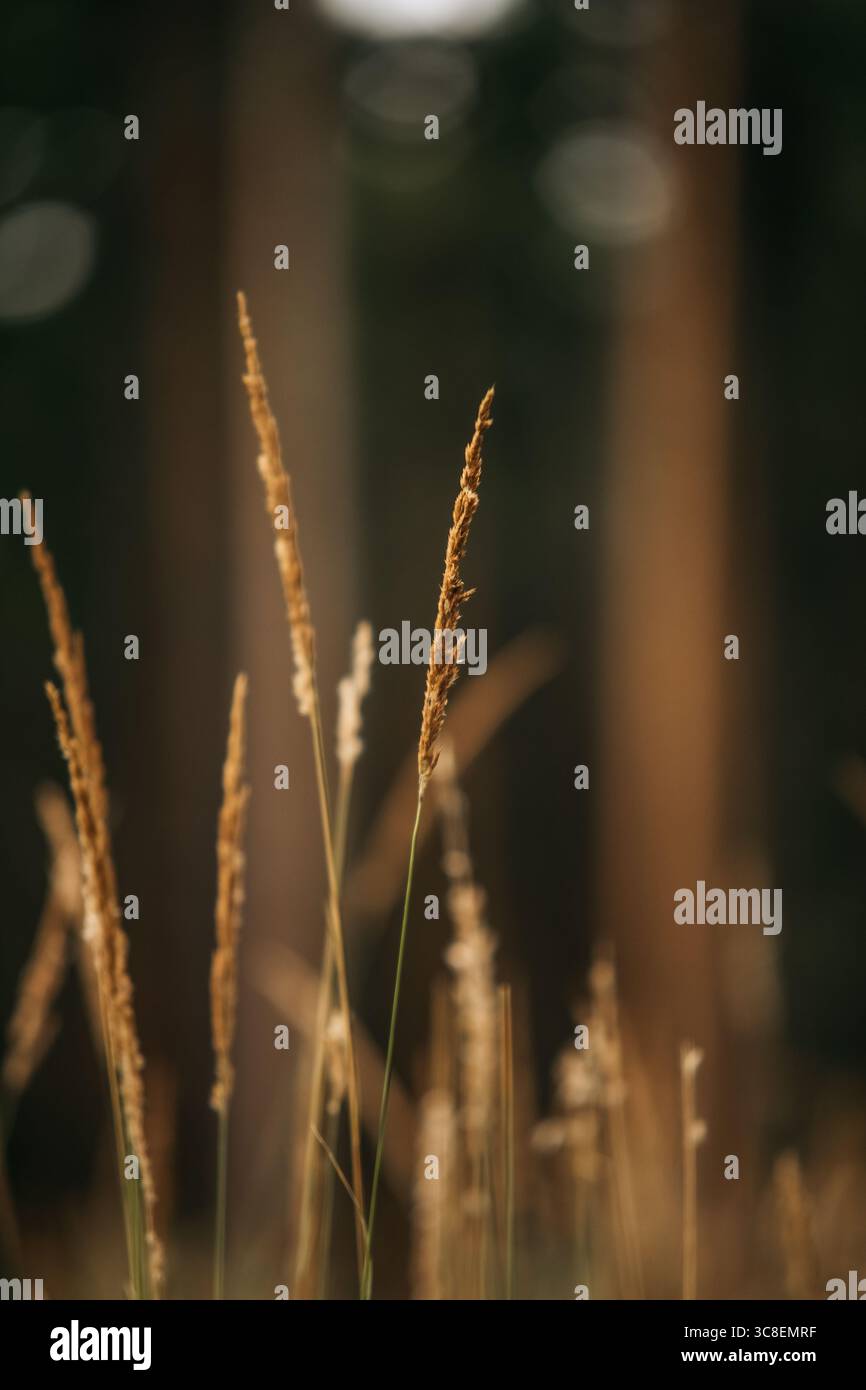 Close up tall dry grass hi-res stock photography and images - Alamy