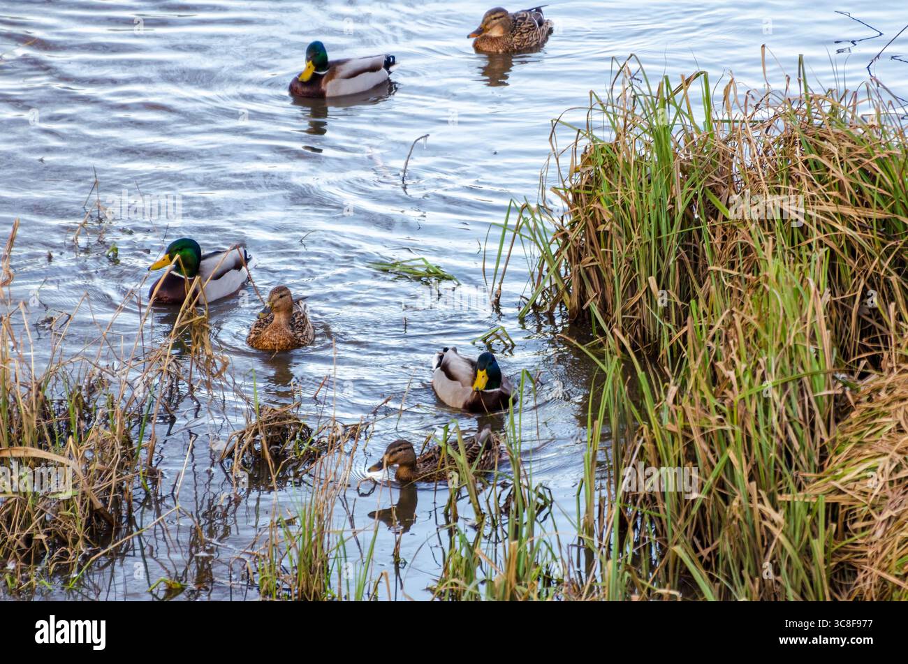 Image showcasing Understanding Duck Characteristics: Physical & Behavioral Traits
