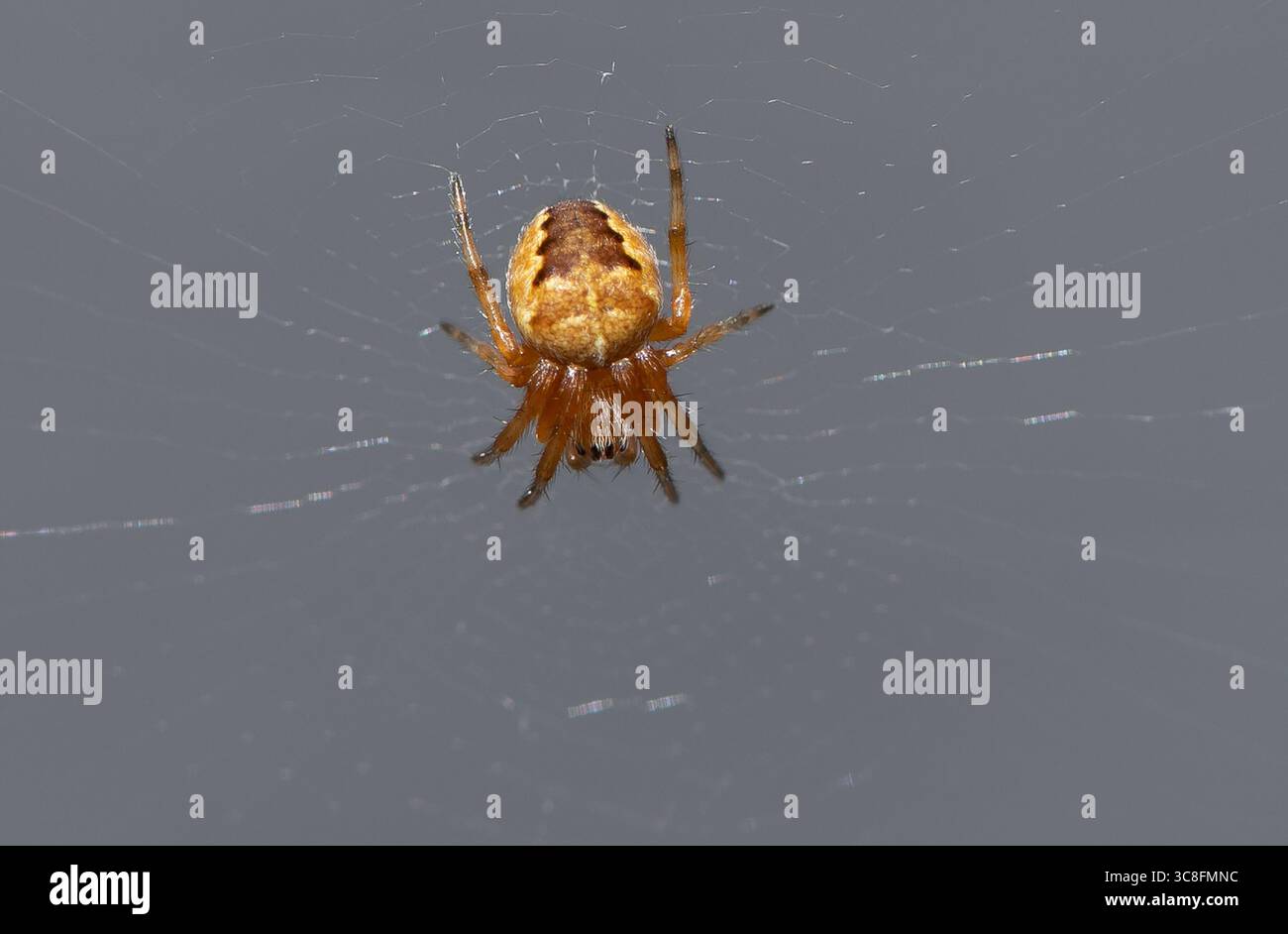 A garden spider on a web,  Arnside, Milnthorpe, Cumbria, UK Stock Photo