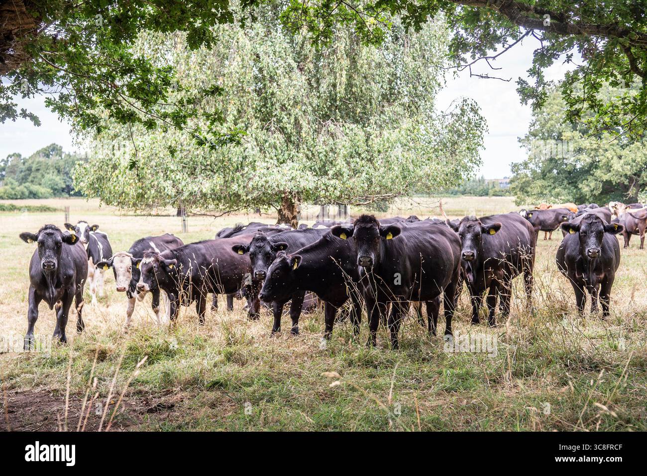 herd of cows in the shade of a tree Stock Photo