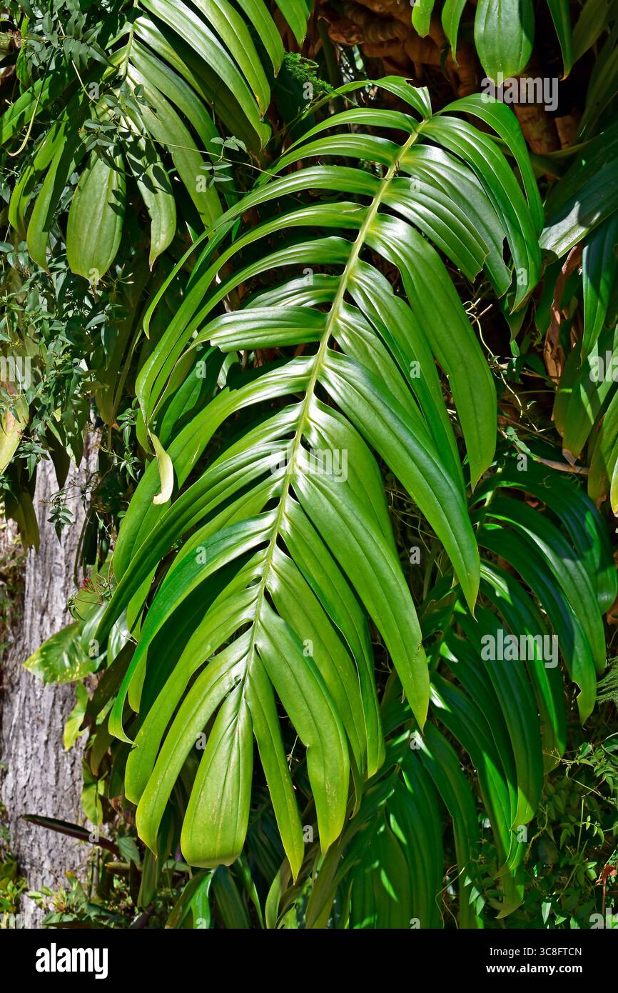 Rhaphidophora decursiva hi-res stock photography and images - Alamy