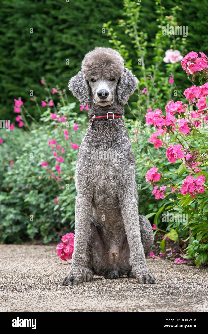 Grey standard poodle hi-res stock photography and images - Alamy