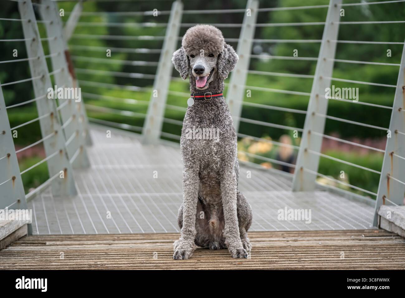 Standard grey Poodle sitting on a bridge in a garden in Windsor Stock ...