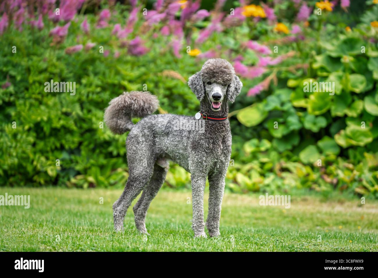 Grey standard poodle hi-res stock photography and images - Alamy