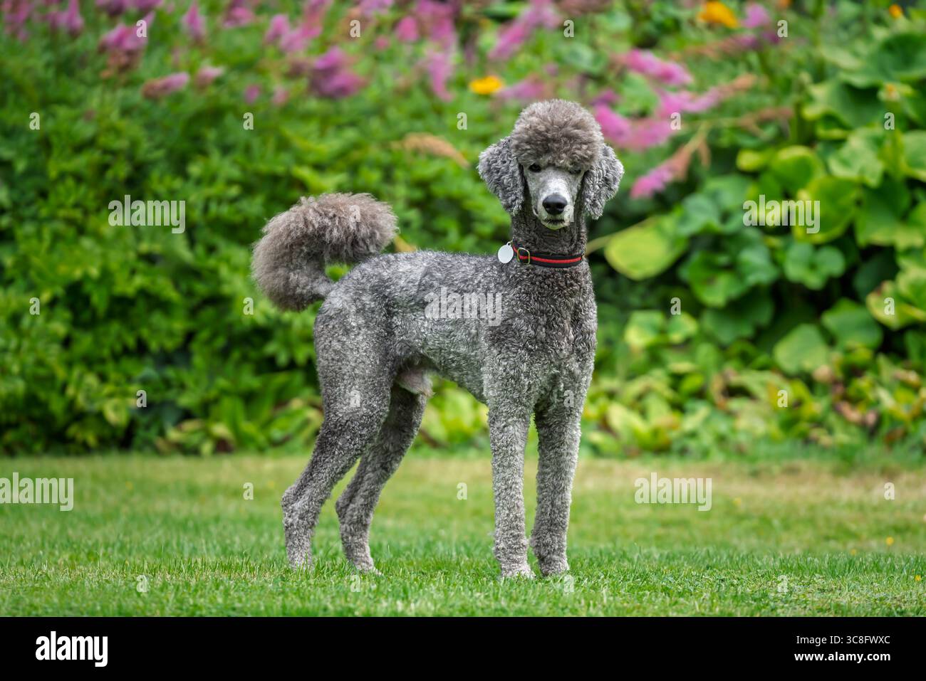 Grey standard poodle hi-res stock photography and images - Alamy