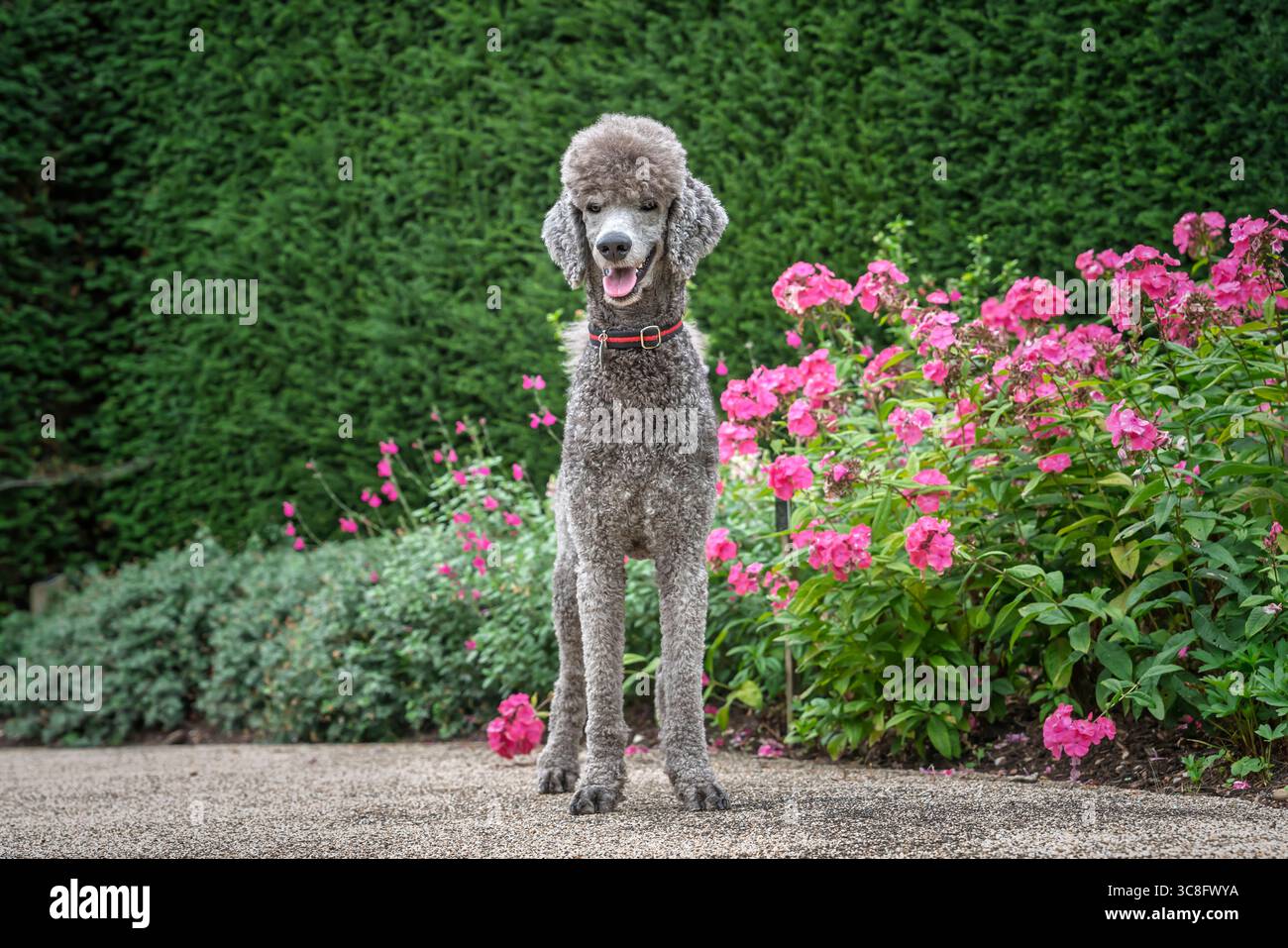 Grey standard poodle hi-res stock photography and images - Alamy