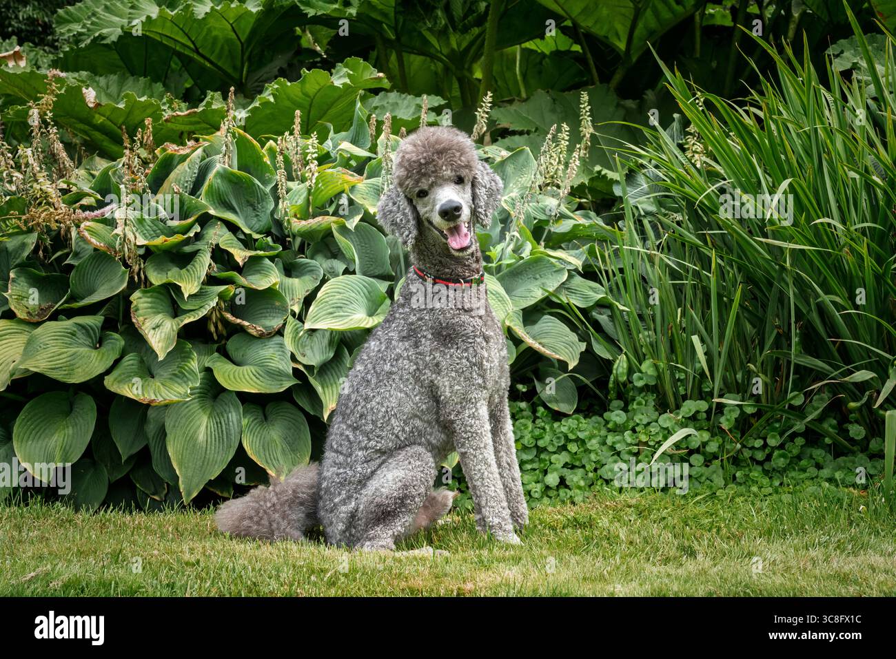 Grey standard poodle hi-res stock photography and images - Alamy