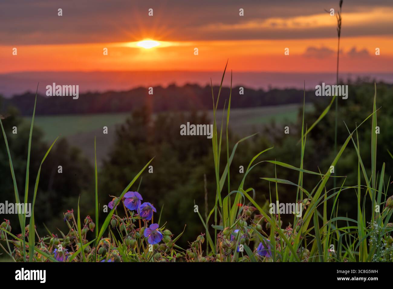 Evening summer view for Beskydy mountains in sunset color fresh flower meadow Stock Photo