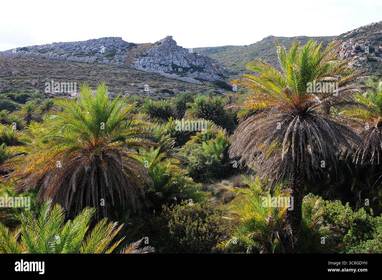 Crete Forests Vai palm forest hi-res stock photography and images - Alamy