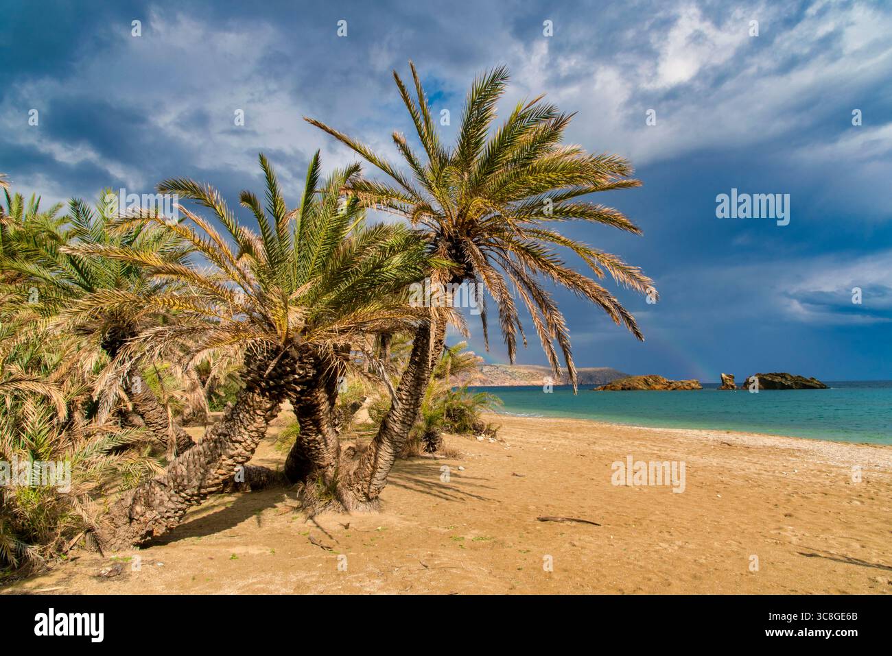Tropical beach scene with palm trees and dramatic sky Stock Photo