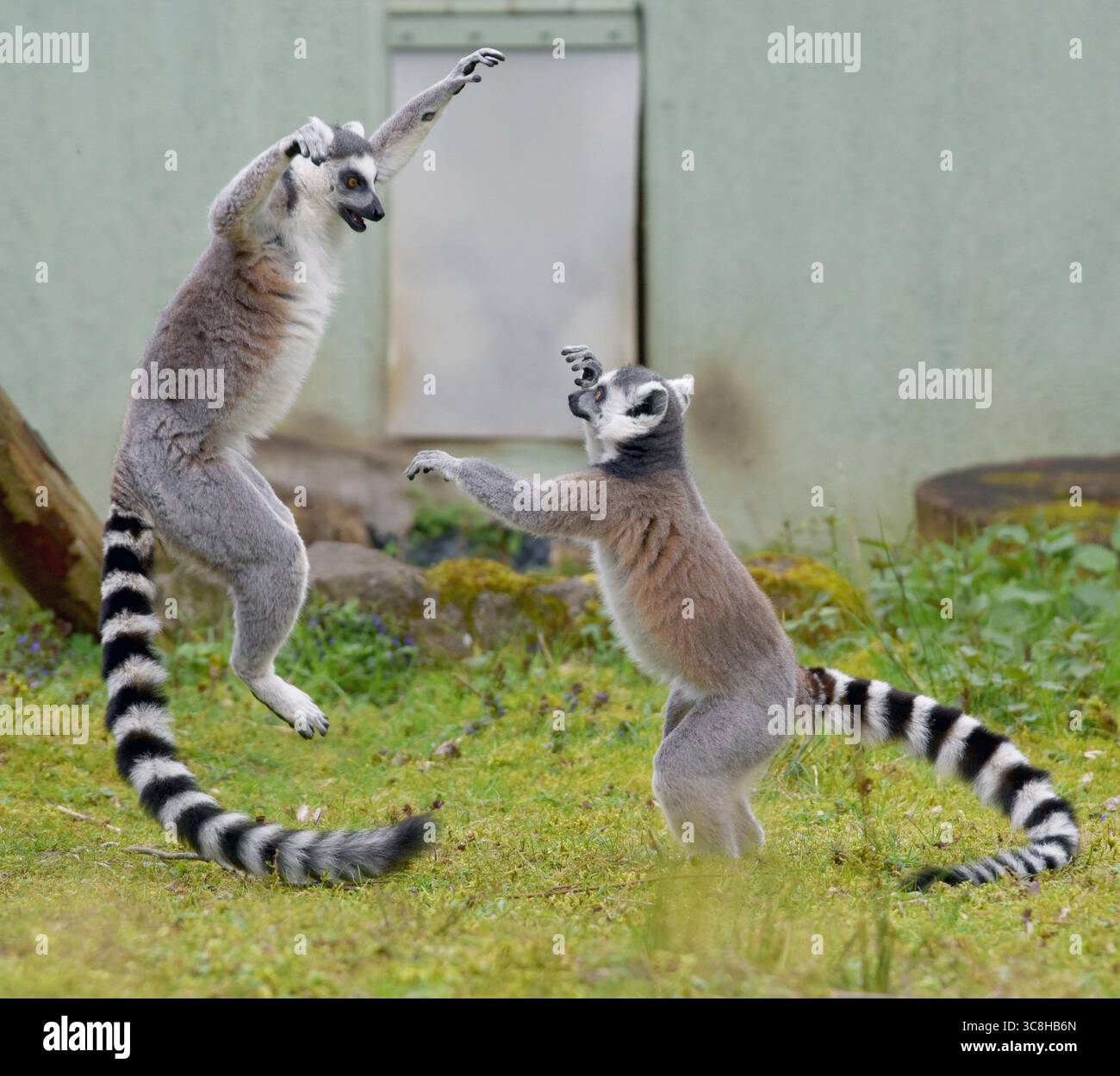 Orgazm bolgan qizning videosi