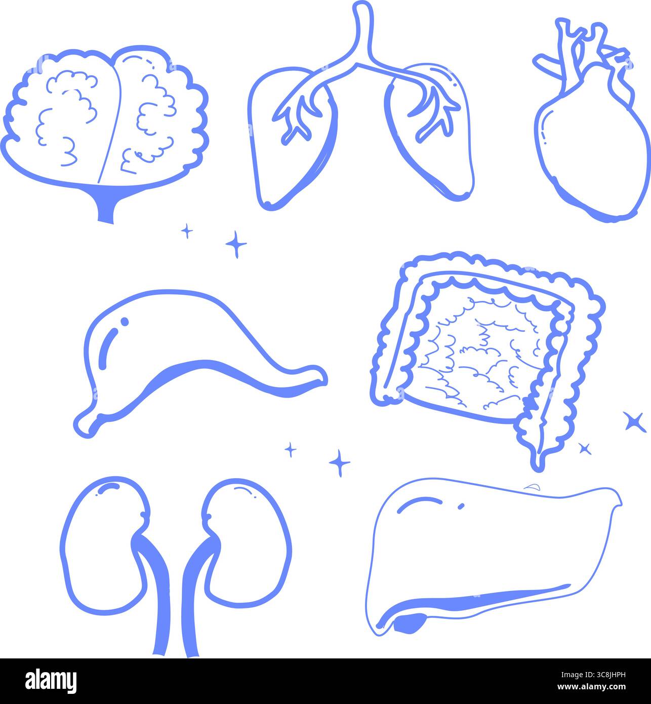 Hand drawn blue outline vector set of human organs - liver, brain, heart, stomach, kidneys, and intestines. Concept of minimal anatomy illustration, d Stock Vector