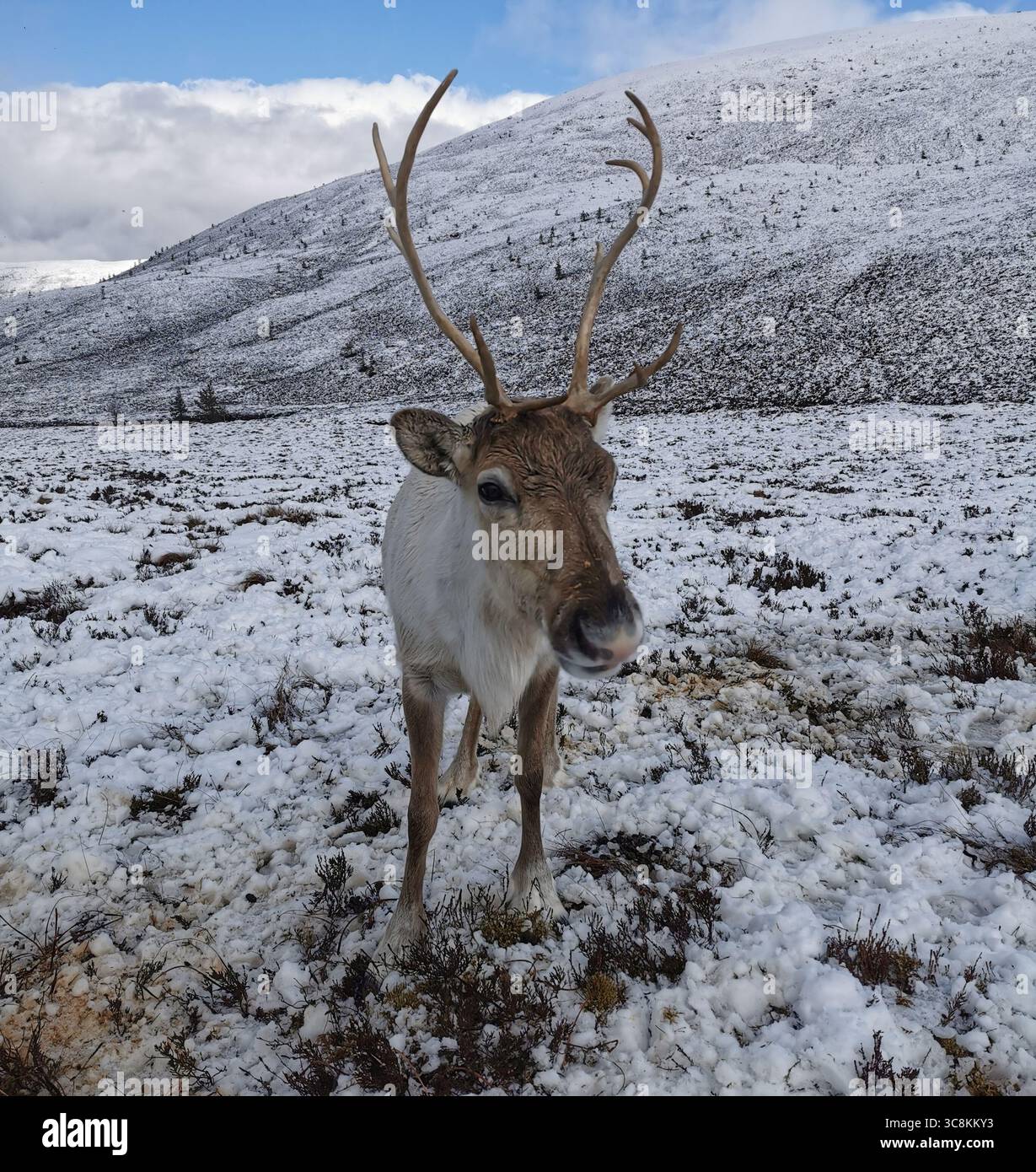 Reindeer herd Cairngorm Mountain in the Cairngorm National Park near Aviemore in Scotland. The only reindeer herd in the UK and thrives in subarctic. - Smartphone Captured Stock Image