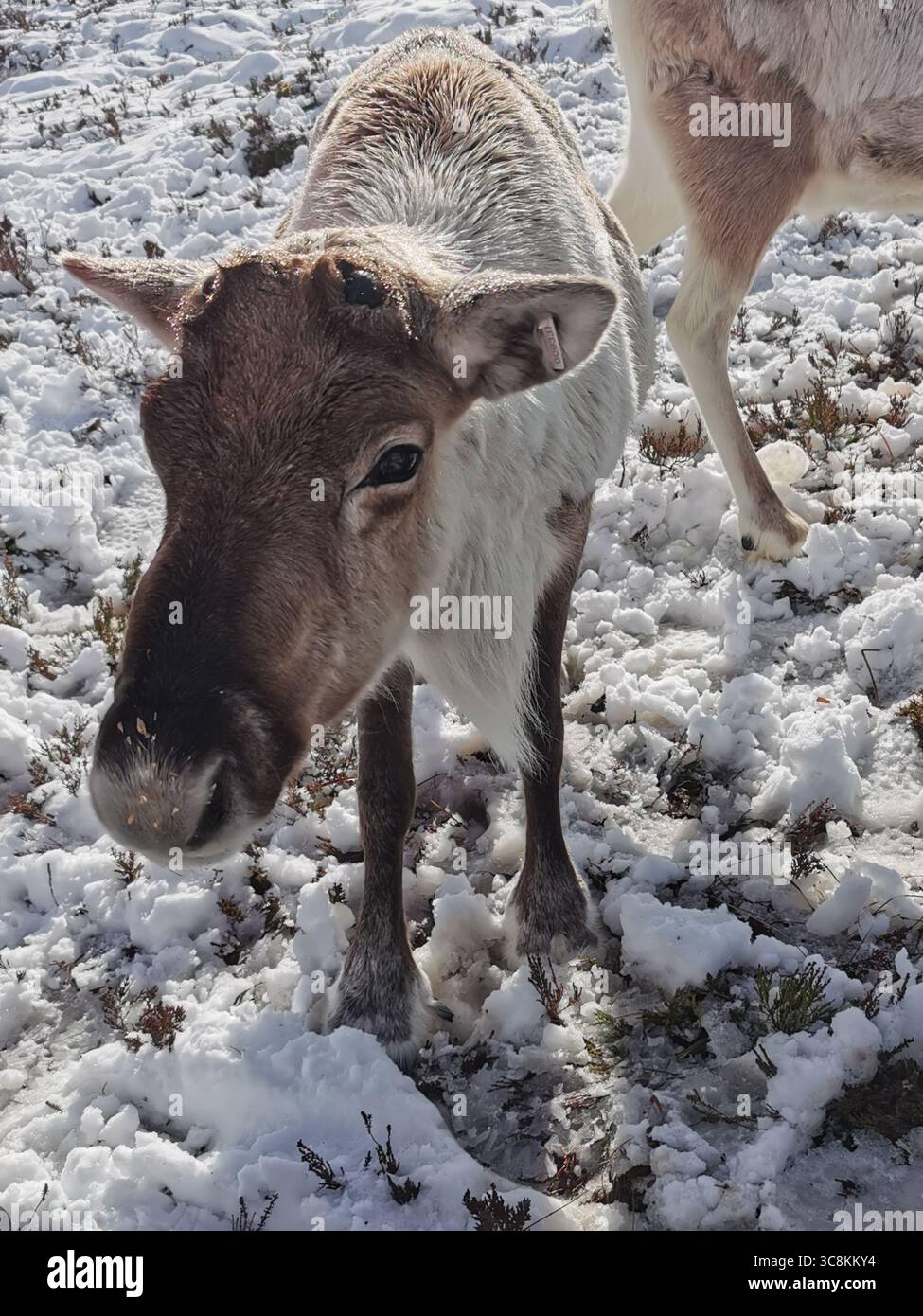 Reindeer herd Cairngorm Mountain in the Cairngorm National Park near Aviemore in Scotland. The only reindeer herd in the UK and thrives in subarctic. - Smartphone Captured Stock Image