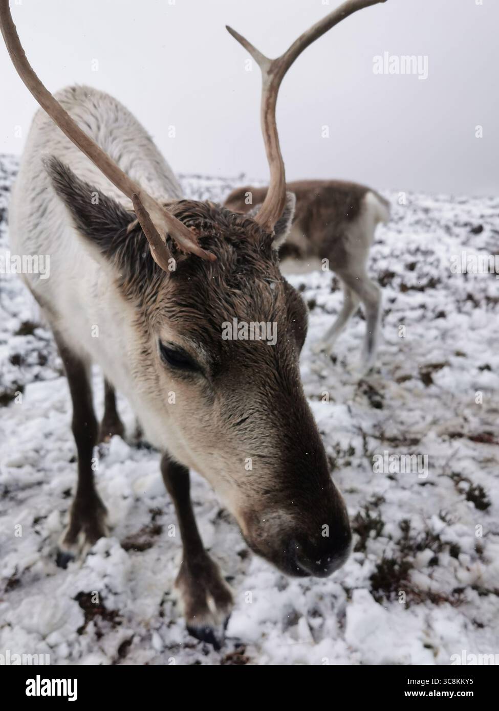 Reindeer herd Cairngorm Mountain in the Cairngorm National Park near Aviemore in Scotland. The only reindeer herd in the UK and thrives in subarctic. - Smartphone Captured Stock Image