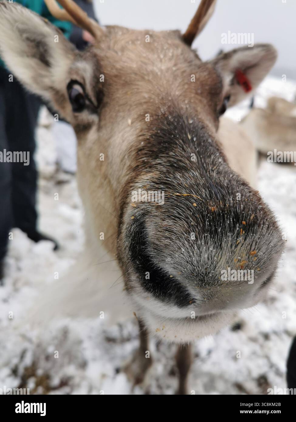 Reindeer herd Cairngorm Mountain in the Cairngorm National Park near Aviemore in Scotland. The only reindeer herd in the UK and thrives in subarctic. - Smartphone Captured Stock Image