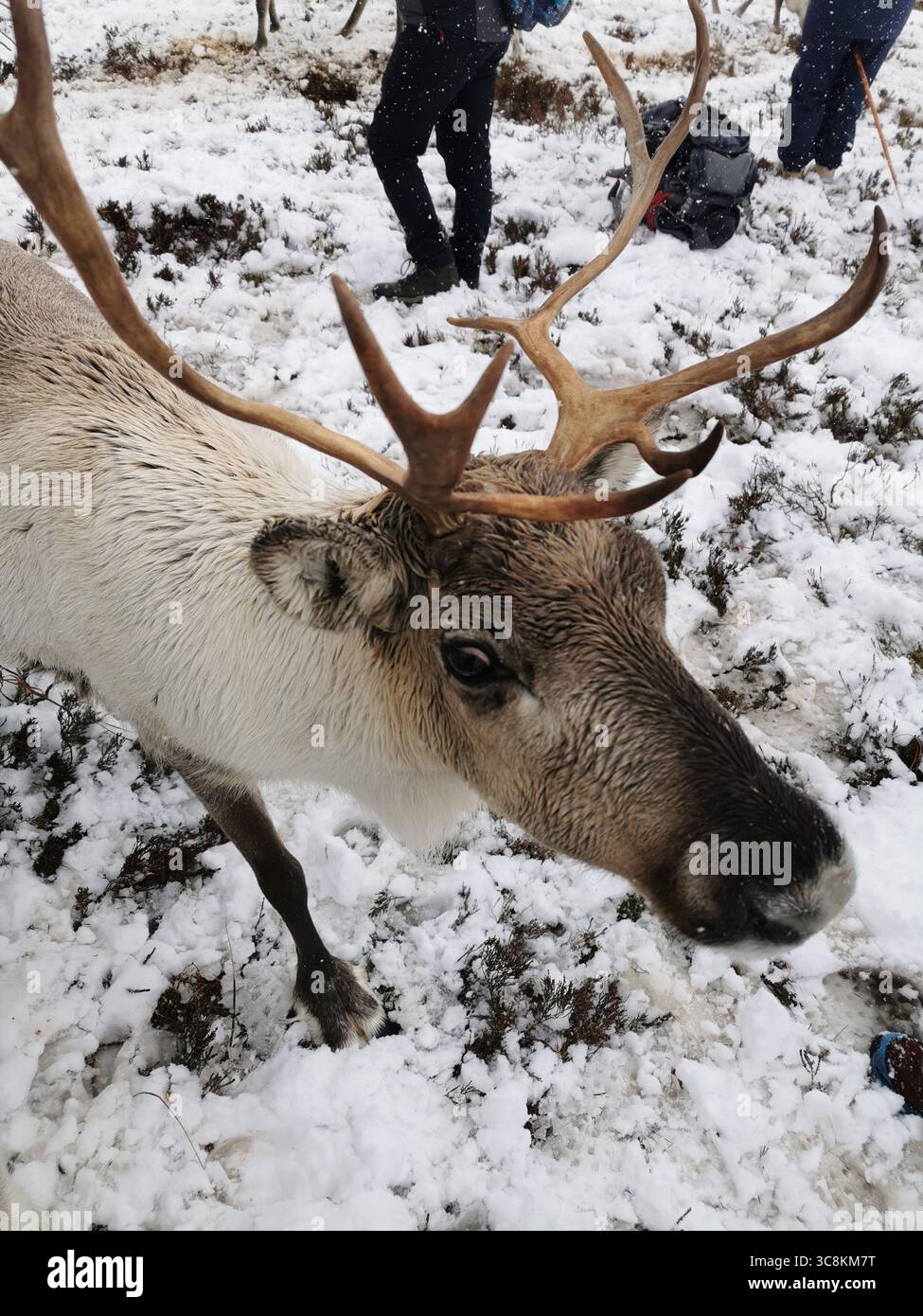 Reindeer herd Cairngorm Mountain in the Cairngorm National Park near Aviemore in Scotland. The only reindeer herd in the UK and thrives in subarctic. - Smartphone Captured Stock Image