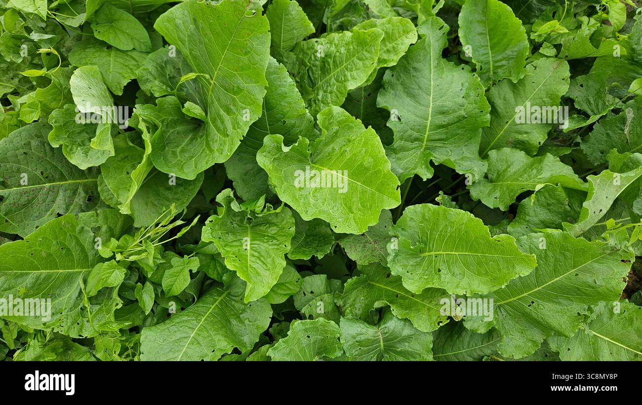 Fresh Green Leaves Close-up.nature background. - Smartphone Captured Stock Image