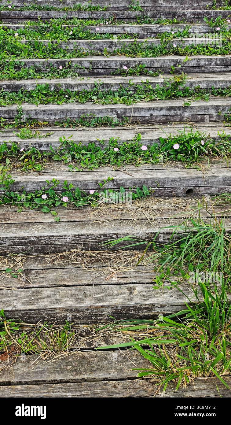 Overgrown Wooden Steps with Pink Wildflowers - Smartphone Captured Stock Image