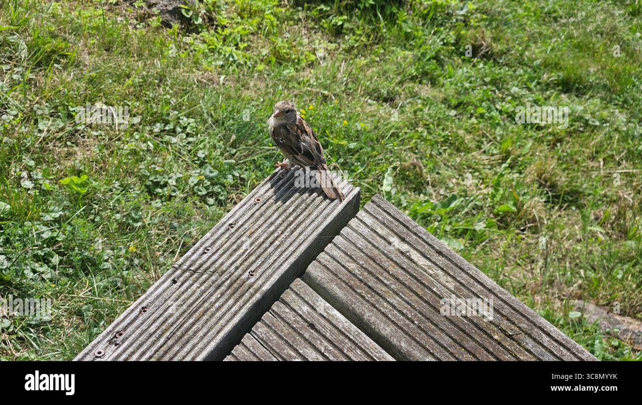 Sparrow Perched on Wooden Deck with Green Grass Background - Smartphone Captured Stock Image