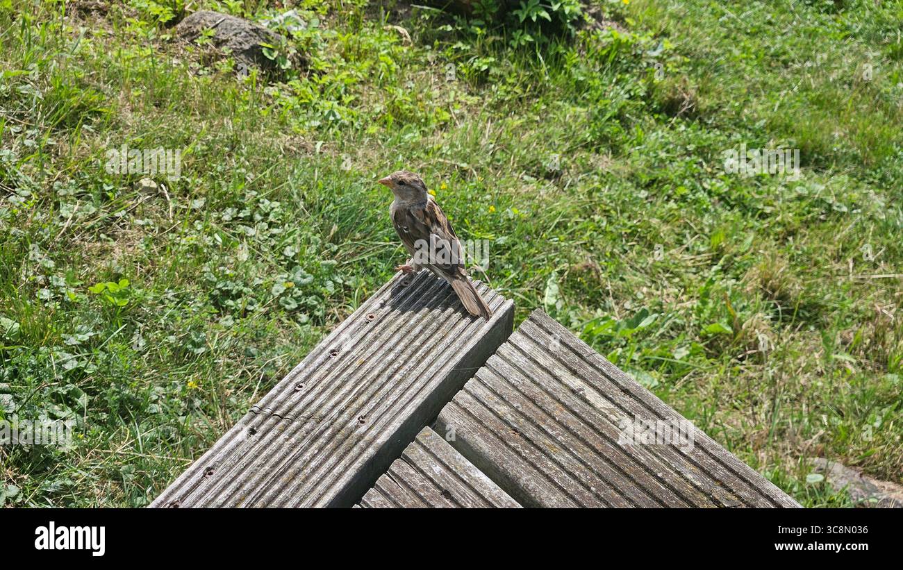 Sparrow Perched on Wooden Deck with Green Grass Background - Smartphone Captured Stock Image Sparrow Perched on Wooden Deck with Green Grass Background - Smartphone Captured Stock Image