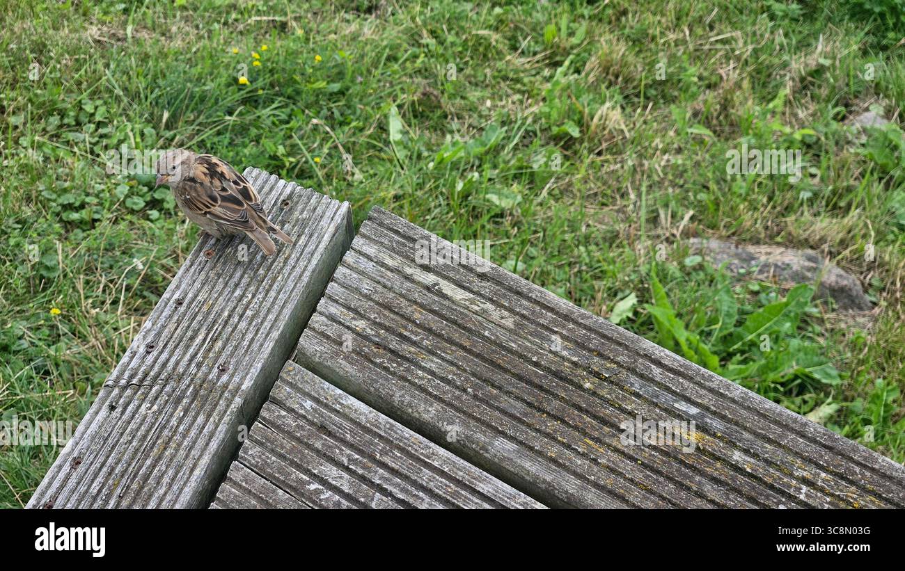 Sparrow Perched on Wooden Deck with Green Grass Background - Smartphone Captured Stock Image