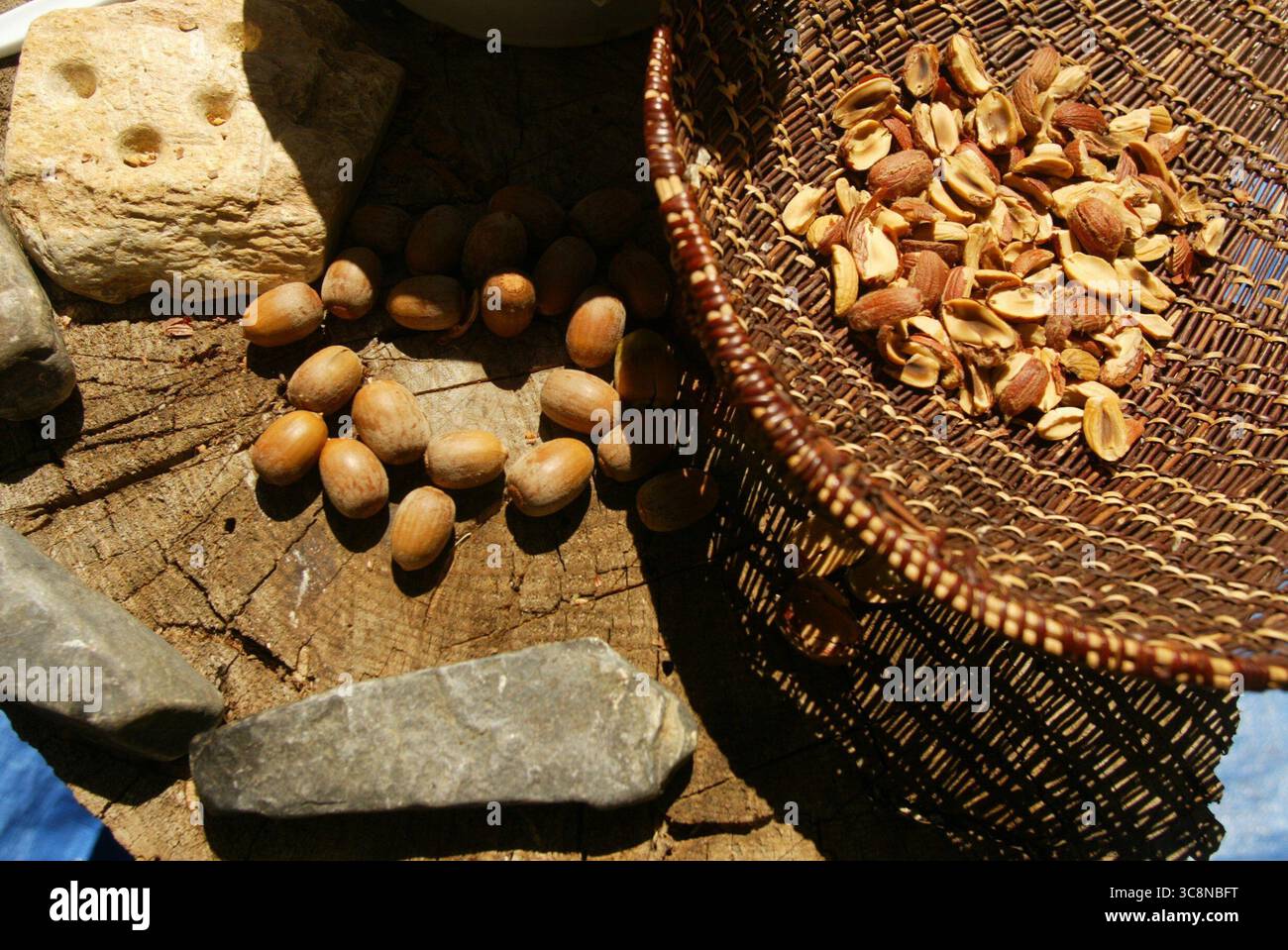 September 10, 2005: A display in 2005 by the Dunlap Band of Mono Indians showing how acorns are cracked on a soap stone with a piece of basalt. The basket is made from a redbud plant which is native to the area. (Credit Image: © TNS via ZUMA Wire) Stock Photo