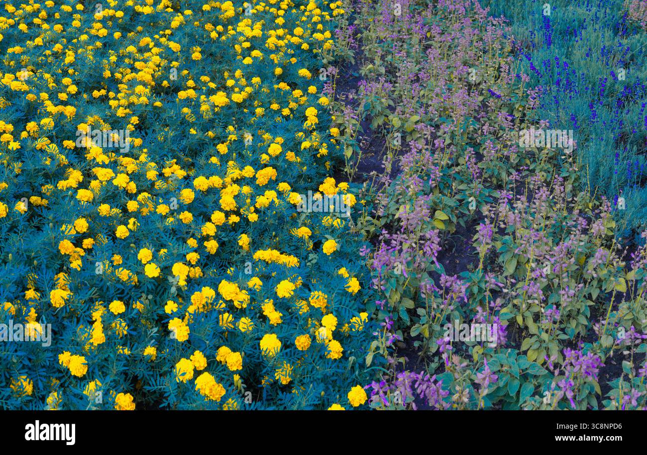 Angolo Colurs Yellow marigolds and purple angelonia angustifolia are creating a ...