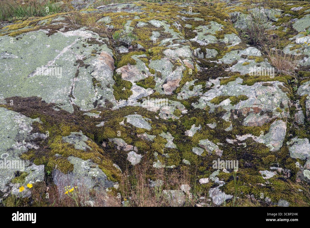 gray rock face with green moss Stock Photo