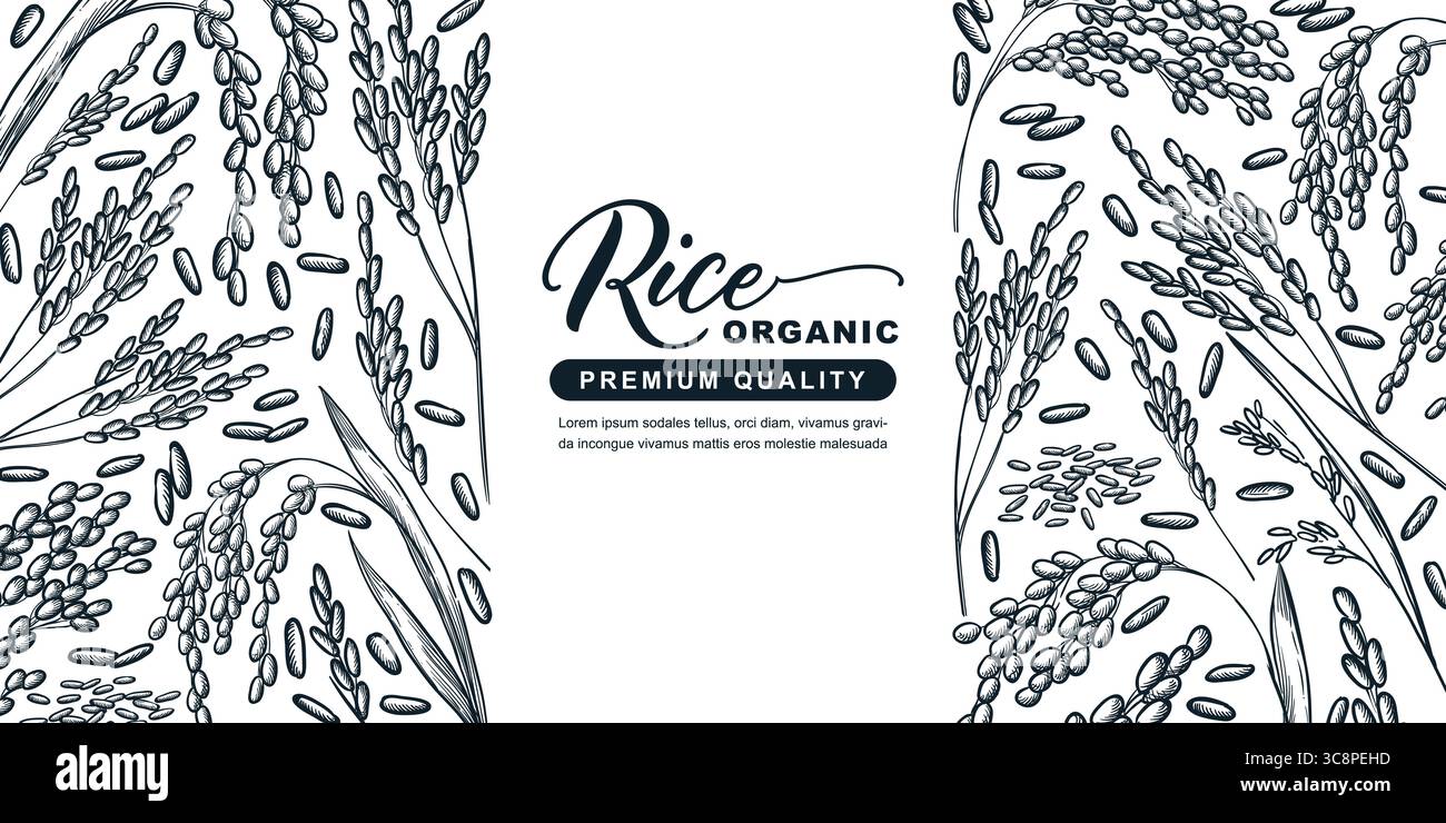 Label template for organic rice. Vector sketch vintage rice ears ...
